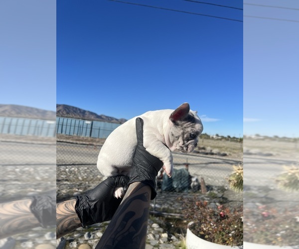 Medium Photo #10 French Bulldog Puppy For Sale in PHELAN, CA, USA