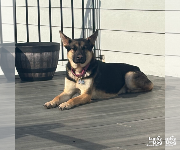 Medium Photo #14 German Shepherd Dog-Unknown Mix Puppy For Sale in Washington, DC, USA