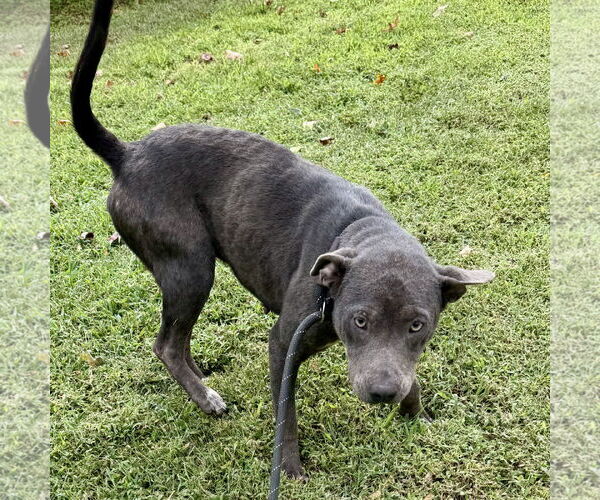 Medium Photo #2 American Pit Bull Terrier-Labrador Retriever Mix Puppy For Sale in Sparta, TN, USA
