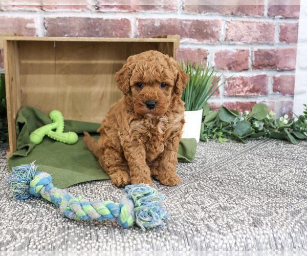 Medium Photo #2 Goldendoodle mix (+ Poodle Standard) Puppy For Sale in SYRACUSE, IN, USA