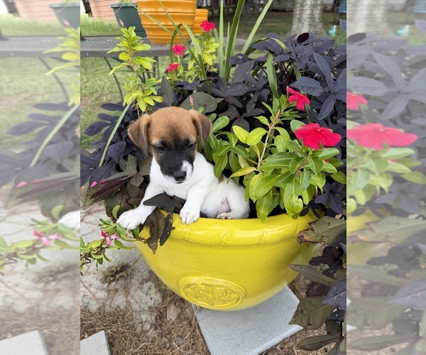 Medium Photo #1 Jack Russell Terrier Puppy For Sale in NASHVILLE, NC, USA