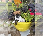 Small Jack Russell Terrier
