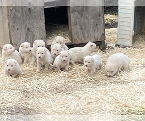 Gerberian Shepsky Litter for sale in MAD RIVER, CA, USA