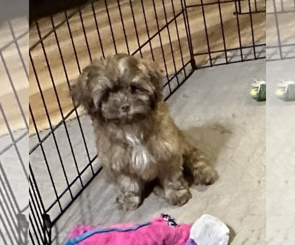 Medium Photo #5 ShihPoo Puppy For Sale in GLOUCESTER, VA, USA