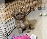 Small #4 ShihPoo