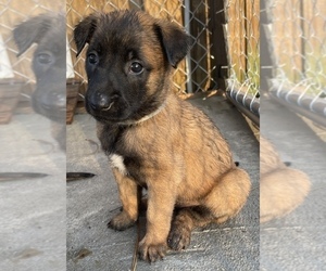 Belgian Malinois Puppy for Sale in ELLERBE, North Carolina USA