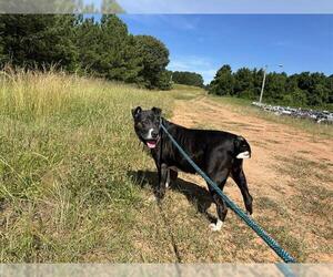 American Pit Bull Terrier Dogs for adoption in Charlotte, NC, USA