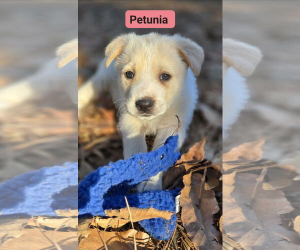 Medium Photo #1 Great Pyrenees-Unknown Mix Puppy For Sale in Alexander, AR, USA
