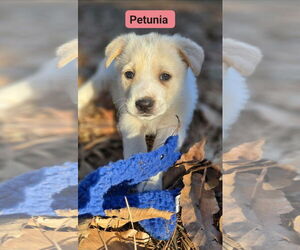 Great Pyrenees-Unknown Mix Dogs for adoption in Alexander, AR, USA
