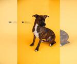 Small #8 Plott Hound Mix