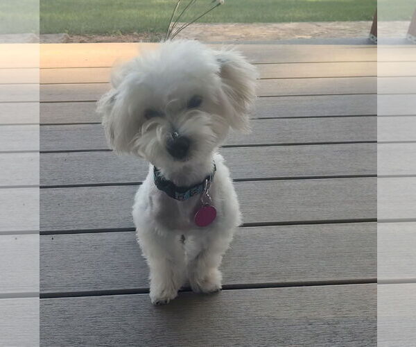 Medium Photo #4 Malchi Puppy For Sale in St. Louis Park, MN, USA