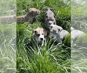 Great Dane Puppy for sale in ROSEBURG, OR, USA