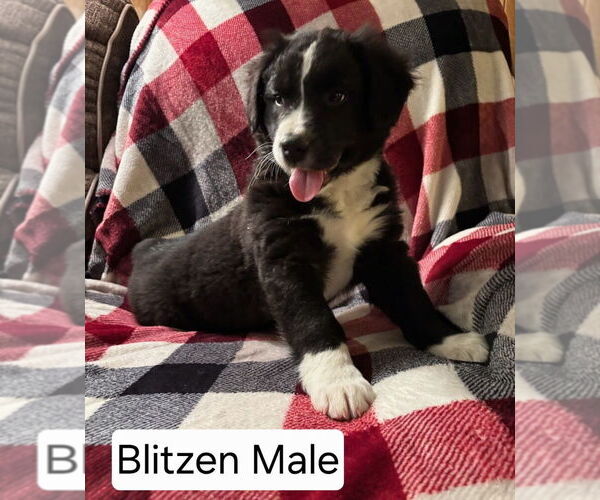 Medium Photo #8 Australian Shepherd Puppy For Sale in BRIDGEWATER, VA, USA