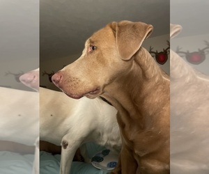 Father of the Labrador Retriever puppies born on 07/29/2026