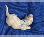 Small #3 Goldendoodle (Miniature)