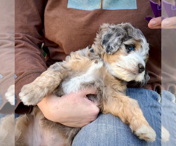 Medium Photo #2 Bernedoodle (Miniature) Puppy For Sale in ROY, UT, USA