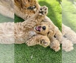 Puppy 7 Goldendoodle-Poodle (Standard) Mix