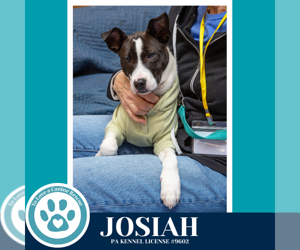 Medium Photo #12 Mutt Puppy For Sale in Kimberton, PA, USA