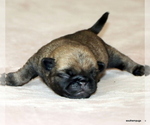 Small #15 Pug