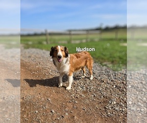 Shetland Sheepdog Puppy for sale in UNITY, WI, USA