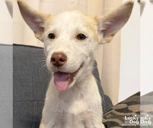 Mutt Dogs for adoption in Washington, DC, USA