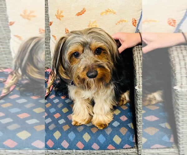 Medium Photo #1 Mutt Puppy For Sale in Ellijay, GA, USA