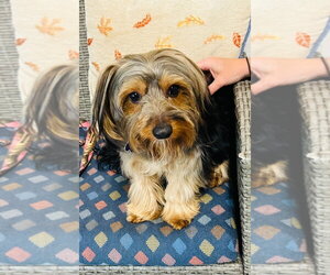 Mutt Dogs for adoption in Ellijay, GA, USA