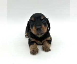 Dachshund Puppy for sale in FAIRBANK, IA, USA