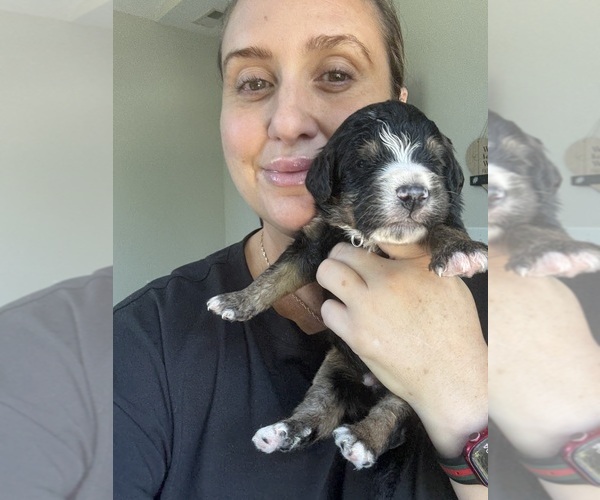 Medium Photo #133 Bernedoodle Puppy For Sale in BELMONT, NC, USA
