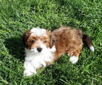 Small Photo #2 Mal-Shi-YorkiePoo Mix Puppy For Sale in ROCKVILLE, MD, USA