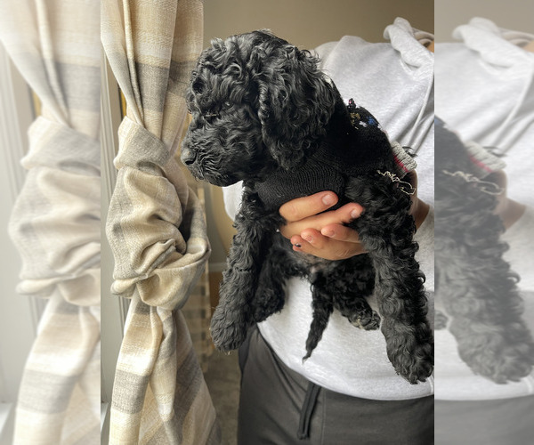 Medium Photo #2 Doodle-Labradoodle Mix Puppy For Sale in SOUTH AMBOY, NJ, USA