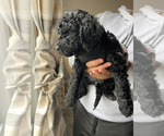 Small Photo #2 Doodle-Labradoodle Mix Puppy For Sale in SOUTH AMBOY, NJ, USA