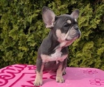 Small Photo #3 French Bulldog Puppy For Sale in GOSHEN, IN, USA