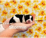 Image preview for Ad Listing. Nickname: Tiny Stormie