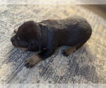 Small #5 Rottweiler