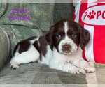 Puppy Puppy 7 English Springer Spaniel