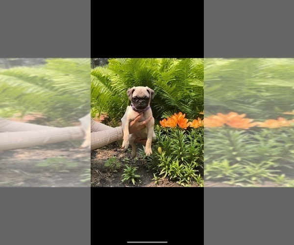 Medium Photo #3 Pug Puppy For Sale in CHICAGO, IL, USA