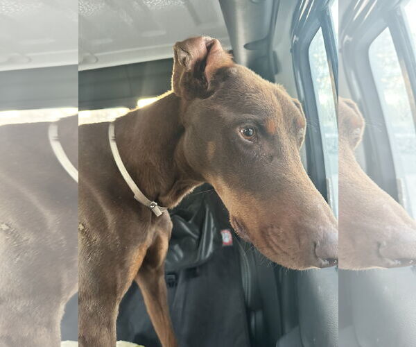 Medium Photo #6 Doberman Pinscher Puppy For Sale in Buffalo, MN, USA