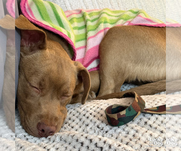 Medium Photo #7 Labrador Retriever-Unknown Mix Puppy For Sale in Washington, DC, USA