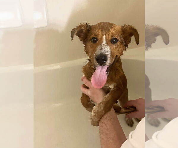 Medium Photo #9 Mutt Puppy For Sale in Sandy, UT, USA