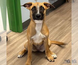 Retriever -Unknown Mix Dogs for adoption in Washington, DC, USA