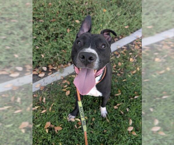 Medium Photo #2 American Pit Bull Terrier Puppy For Sale in Redlands, CA, USA
