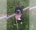 Small #1 American Pit Bull Terrier