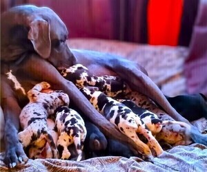 Great Dane Litter for sale in HENDERSON, NV, USA