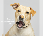 Small #2 Labrador Retriever Mix
