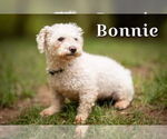 Small #6 Bichon Frise