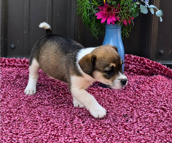 Medium Photo #16 Augi Puppy For Sale in MEADOWS OF DAN, VA, USA
