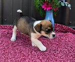 Small Photo #16 Augi Puppy For Sale in MEADOWS OF DAN, VA, USA