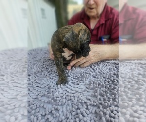 Boxer Puppy for sale in GOLDFIELD, IA, USA