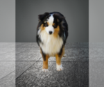 Small Photo #1 Miniature American Shepherd Puppy For Sale in GARYSBURG, NC, USA